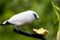 Bali Mynah Royalty Free Stock Photo