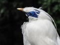 Bali Mynah bird with a blue face Royalty Free Stock Photo