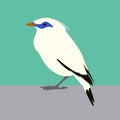 Bali mynah bird vector illustration flat style profile