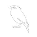 Bali Mynah Bird Vector Illustration Line Profile