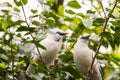 Bali Mynah (Leucopsar rothschildi) Outdoors Royalty Free Stock Photo