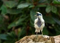 Bali Mynah (Leucopsar rothschildi) Outdoors Royalty Free Stock Photo