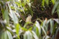 Bali Mynah (Leucopsar rothschildi)