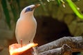 Bali mynah