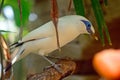 Bali mynah