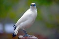 Bali mynah Royalty Free Stock Photo