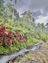 Bali Oasis: Jungle Waterslide and Lush Greenery