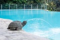 Bali pool with stone turtle Royalty Free Stock Photo