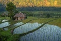 Bali Rice Field