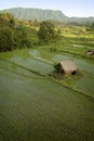 Bali Rice Field