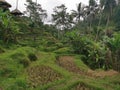 Bali rice field plantation harvested plants