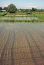 Bali Rice Fields in Bali, Indonesia Royalty Free Stock Photo