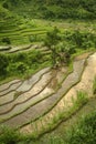 Colorful Bali Rice Terraces