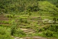 Colorful Bali Rice Terraces