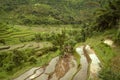 Colorful Bali Rice Terraces