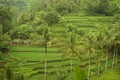 Colorful Bali Rice Terraces