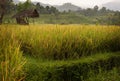 Bali Rice Fields Royalty Free Stock Photo