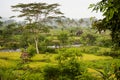 Bali Rice Fields Royalty Free Stock Photo