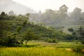 Bali Rice Fields Royalty Free Stock Photo