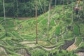 Bali Rice Fields. Bali is known for its beautiful and dramatic rice terraces. Royalty Free Stock Photo