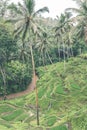 Bali Rice Fields. Bali is known for its beautiful and dramatic rice terraces. Royalty Free Stock Photo