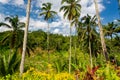 Bali rice fields, Tegalalang Royalty Free Stock Photo