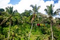 Bali rice fields, Tegalalang Royalty Free Stock Photo