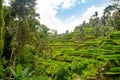 Bali rice fields, Tegalalang Royalty Free Stock Photo