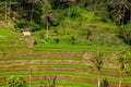 Bali rice fields, Tegalalang Royalty Free Stock Photo