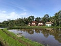 Bali rice fields and villa houses Royalty Free Stock Photo