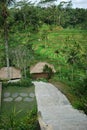 Bali rice plantation