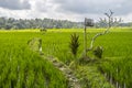 Jatiluwih Rice Terraces, Bali, Indonesia Royalty Free Stock Photo