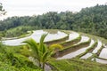 Jatiluwih Rice Terraces, Bali, Indonesia Royalty Free Stock Photo