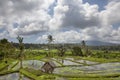 Bali Rice Terraces. The beautiful and dramatic rice fields. A tr Royalty Free Stock Photo