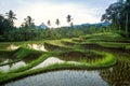 Bali Rice Terraces