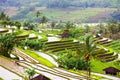 Bali Rice Terraces. Rice fields of Jatiluwih