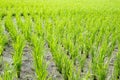 Lines of green stalks of rice gowning Royalty Free Stock Photo