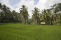 Bali ricefield Royalty Free Stock Photo