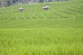 Bali ricefield