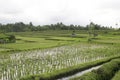 Bali, Ricefield Royalty Free Stock Photo