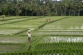 Bali, Ricefield Royalty Free Stock Photo