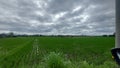 Bali RiceField