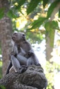Bali& x27;s Jungle Explorer: A Monkey& x27;s Life in the Wild