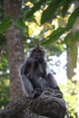 Bali& x27;s Jungle Explorer: A Monkey& x27;s Life in the Wild