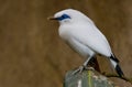 Bali starling