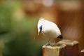 Bali Starling