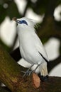 Bali Starling