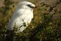 Bali Starling