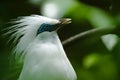 Bali starling bird Royalty Free Stock Photo