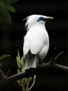 Bali starling bird Royalty Free Stock Photo